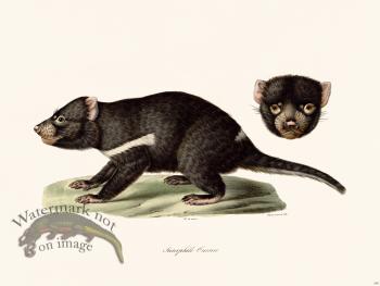 Cuvier 200  Tasmanian Devil